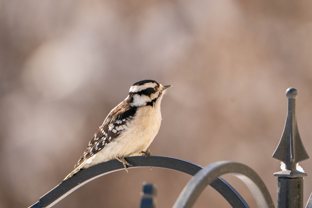 Downy Woodpecker - ML617140438