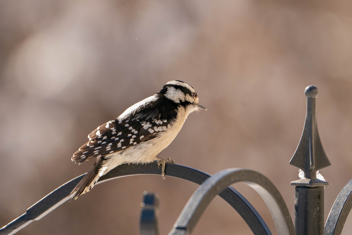 Downy Woodpecker - ML617140439