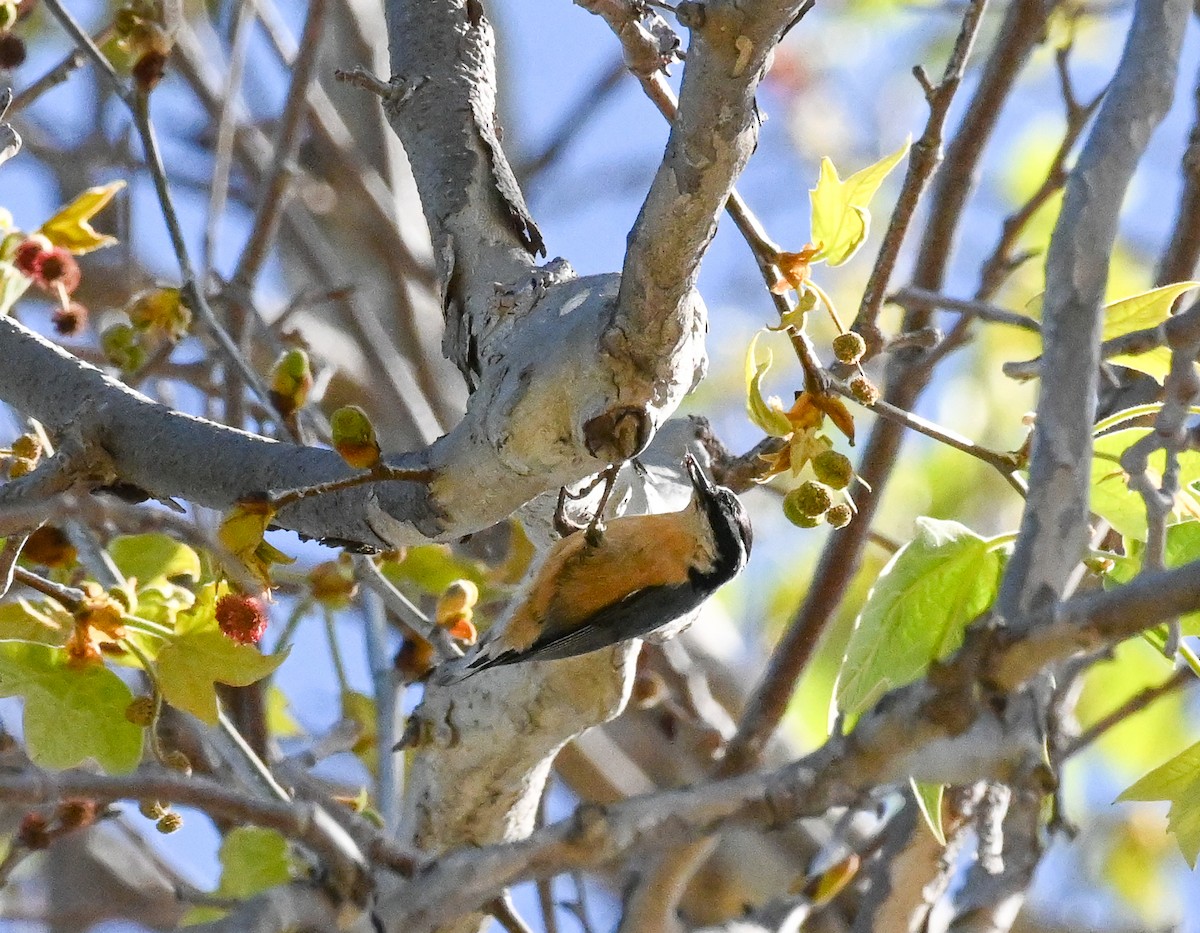 Red-breasted Nuthatch - ML617140453