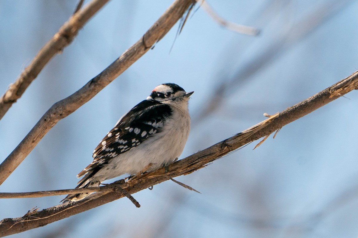 Downy Woodpecker - ML617140457