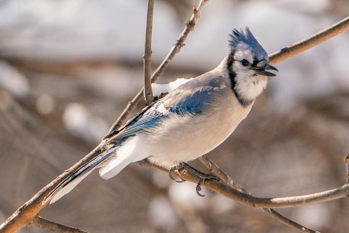 Blue Jay - Matt Hoberg