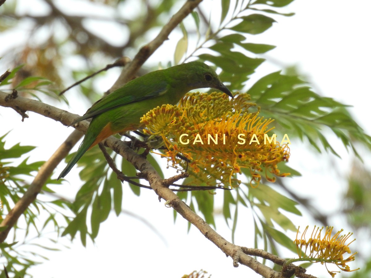 Orange-bellied Leafbird - Gani sama