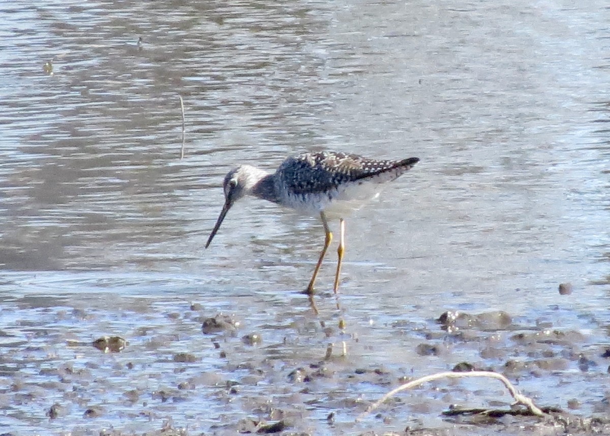 Greater Yellowlegs - ML617140514