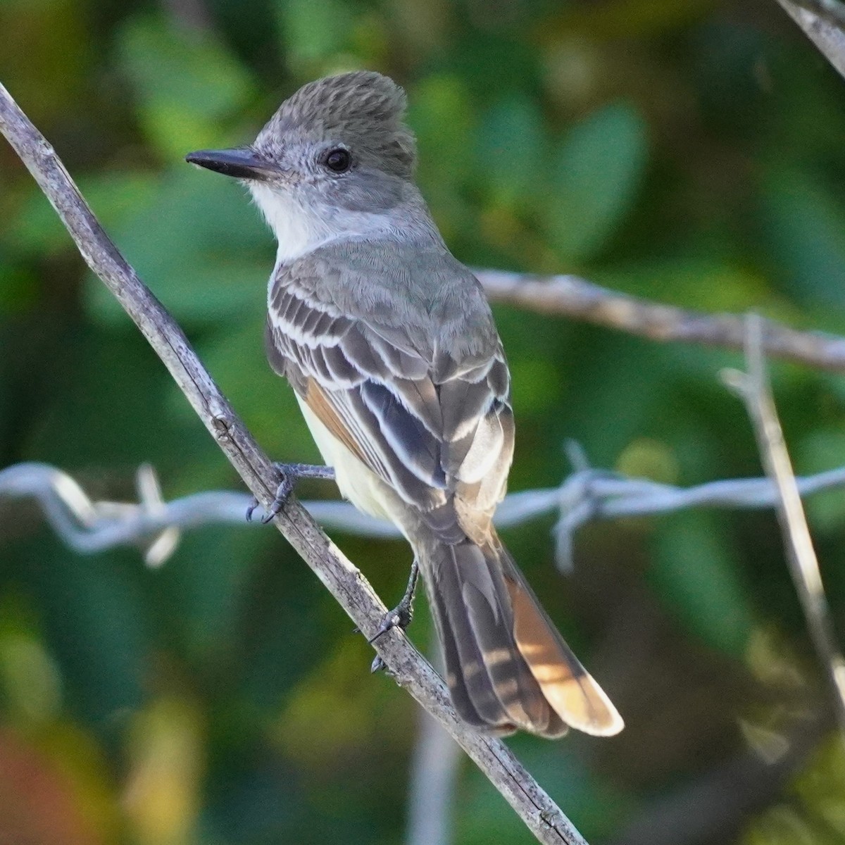 Brown-crested Flycatcher - ML617140538