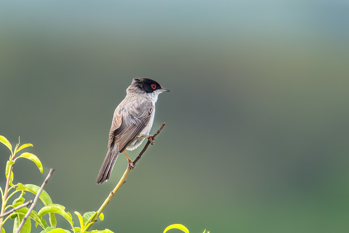 Curruca Cabecinegra - ML617140541