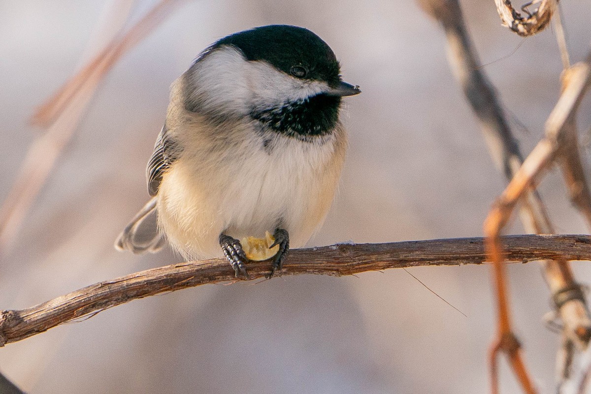 Black-capped Chickadee - Matt Hoberg