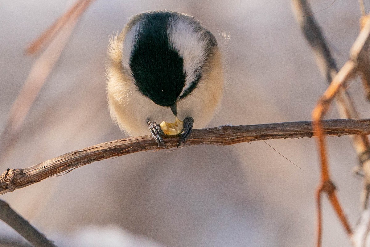 Black-capped Chickadee - Matt Hoberg