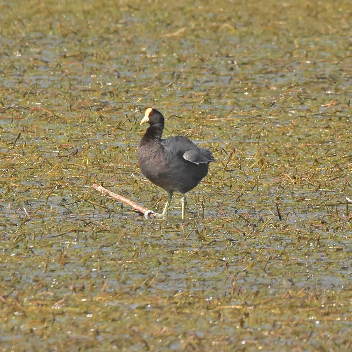 White-winged Coot - Carlos De Biagi