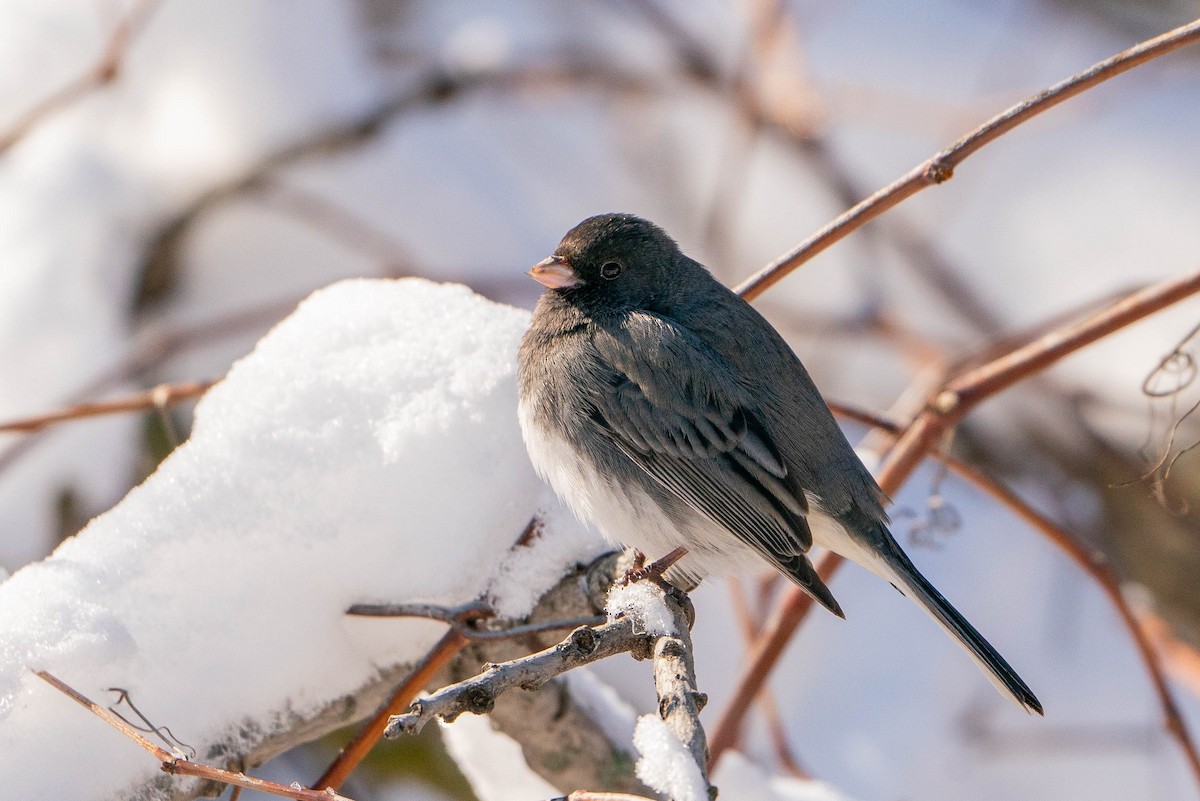 Dark-eyed Junco - Matt Hoberg