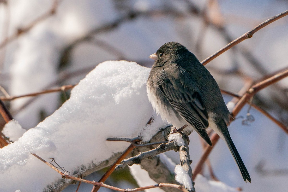 Dark-eyed Junco - Matt Hoberg