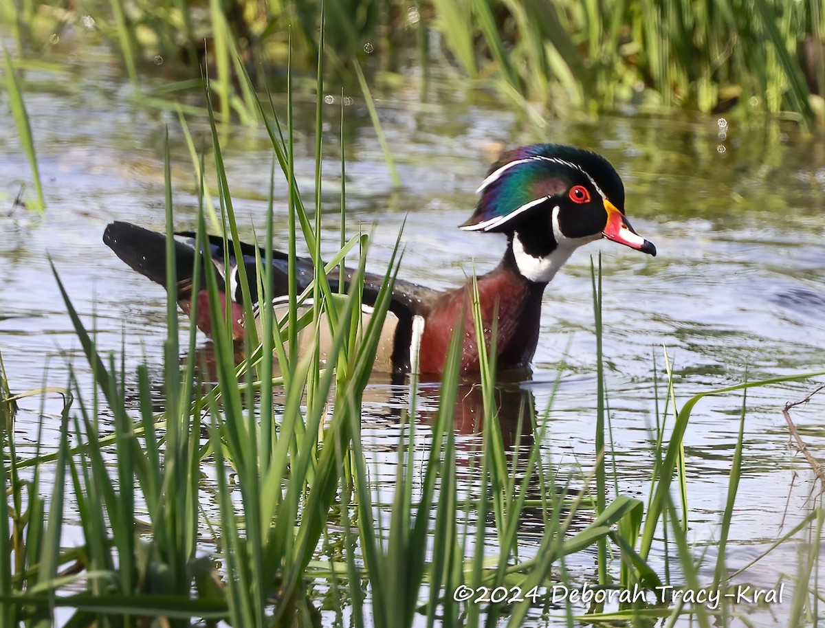 Wood Duck - ML617140691