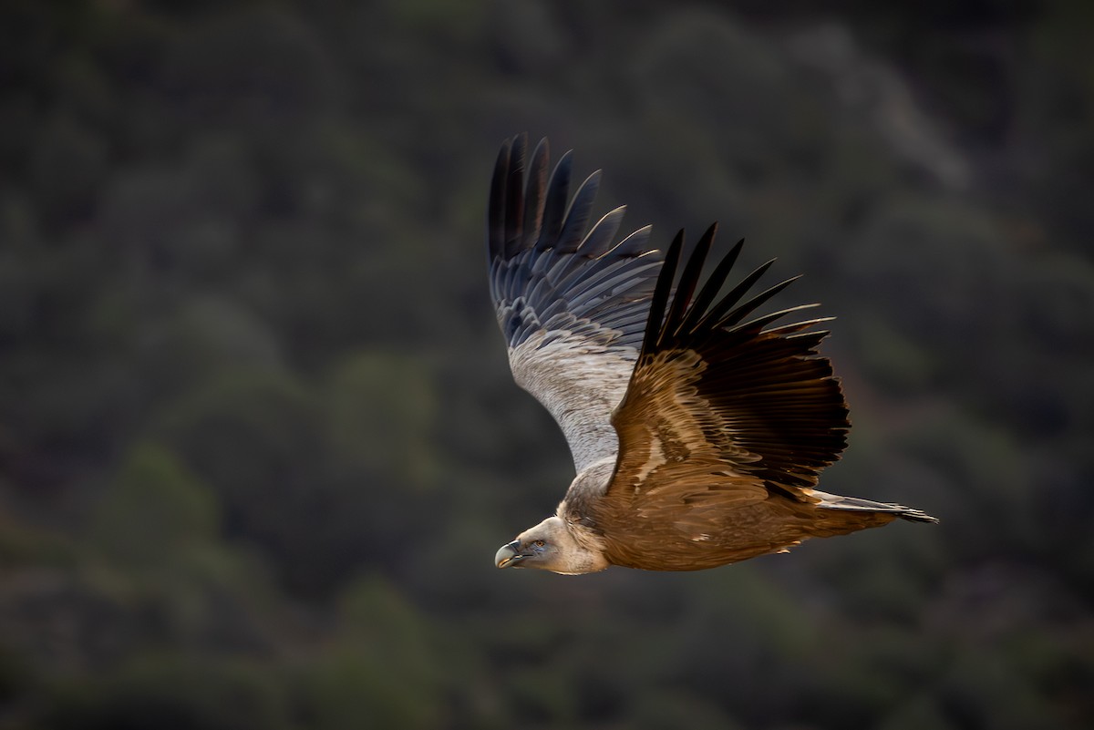 gåsegribb - ML617140701