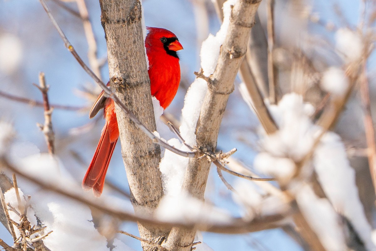 Northern Cardinal - Matt Hoberg