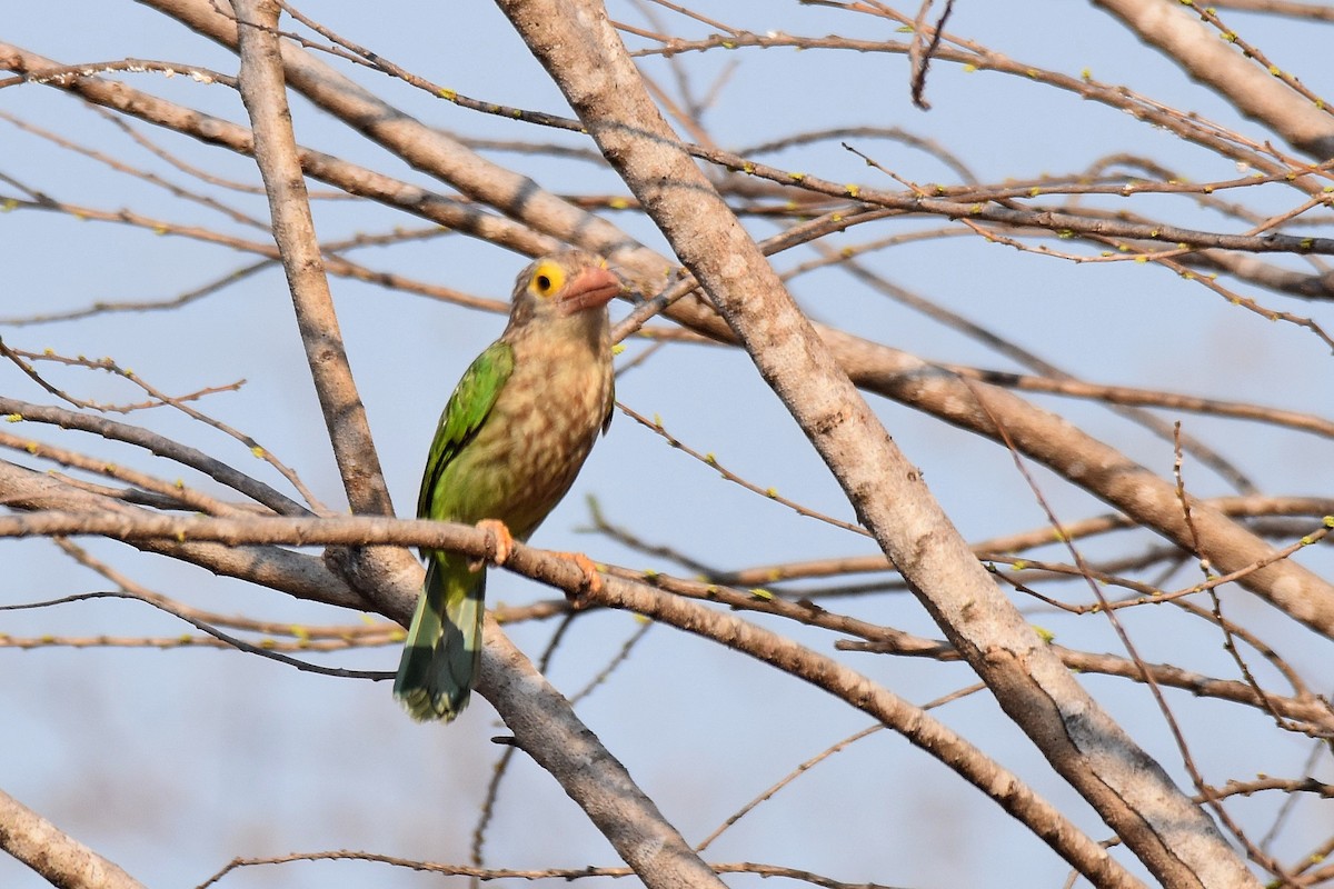 Lineated Barbet - ML617140743