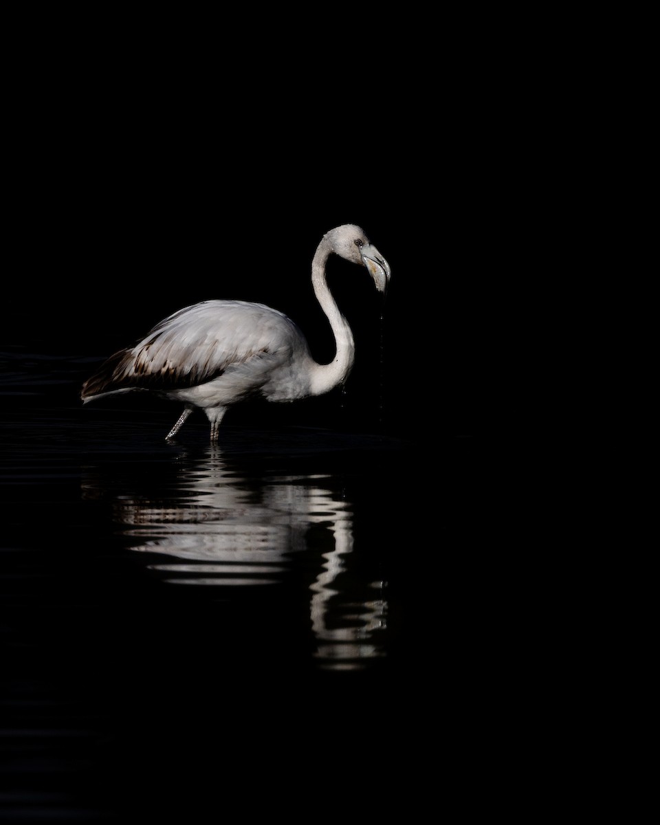 Greater Flamingo - ML617140784