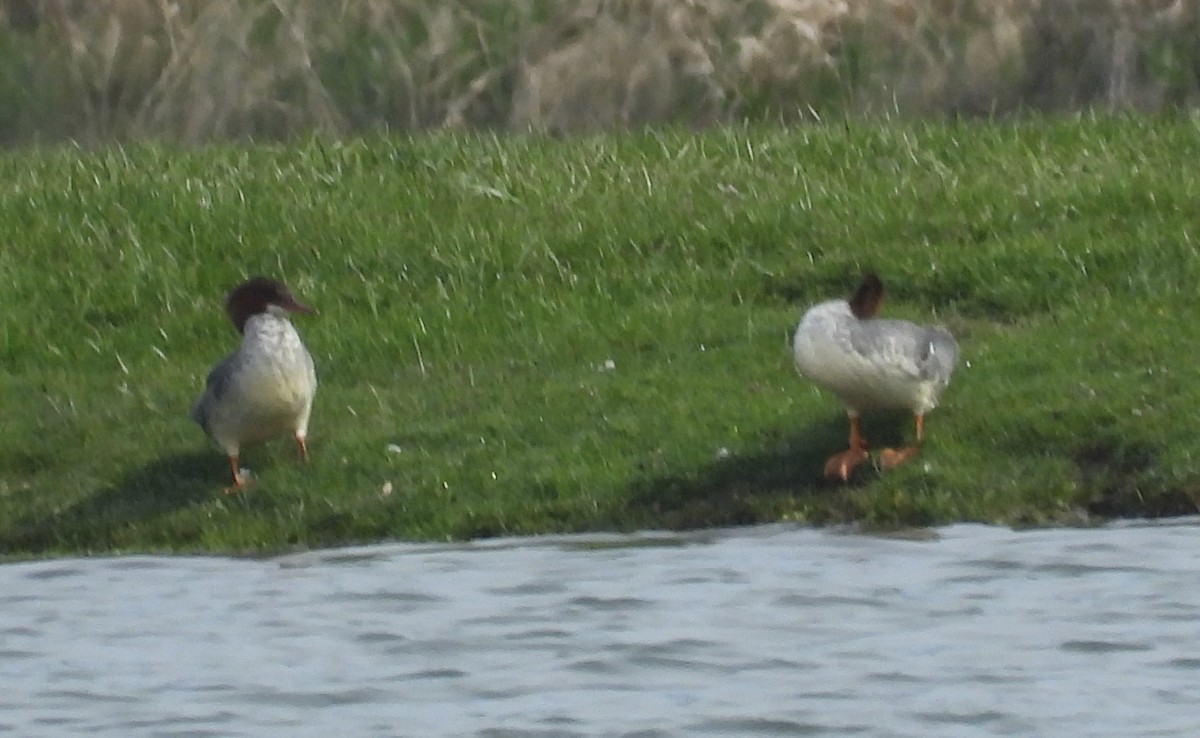 Common Merganser - ML617140853