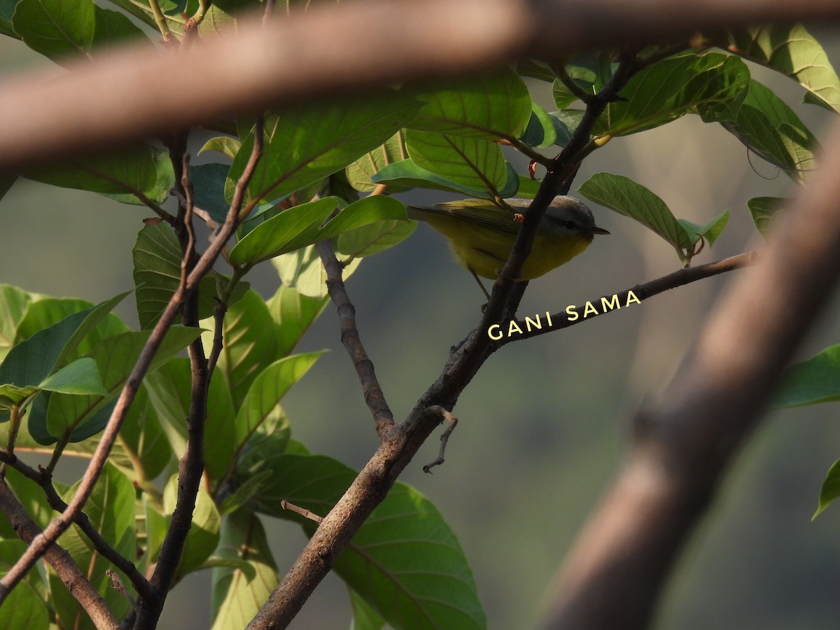 Gray-hooded Warbler - Gani sama
