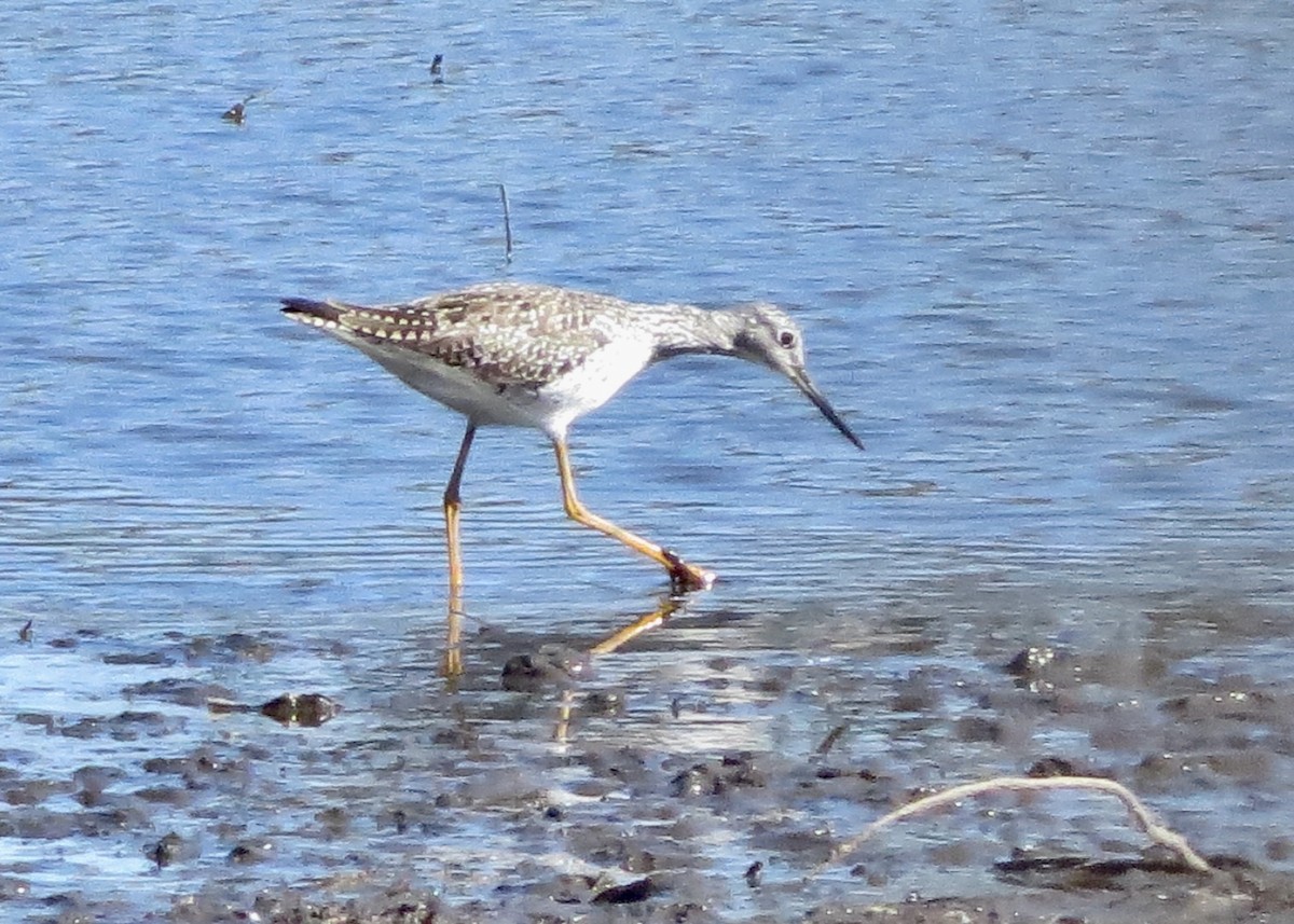 Greater Yellowlegs - Alan and Karen Orr