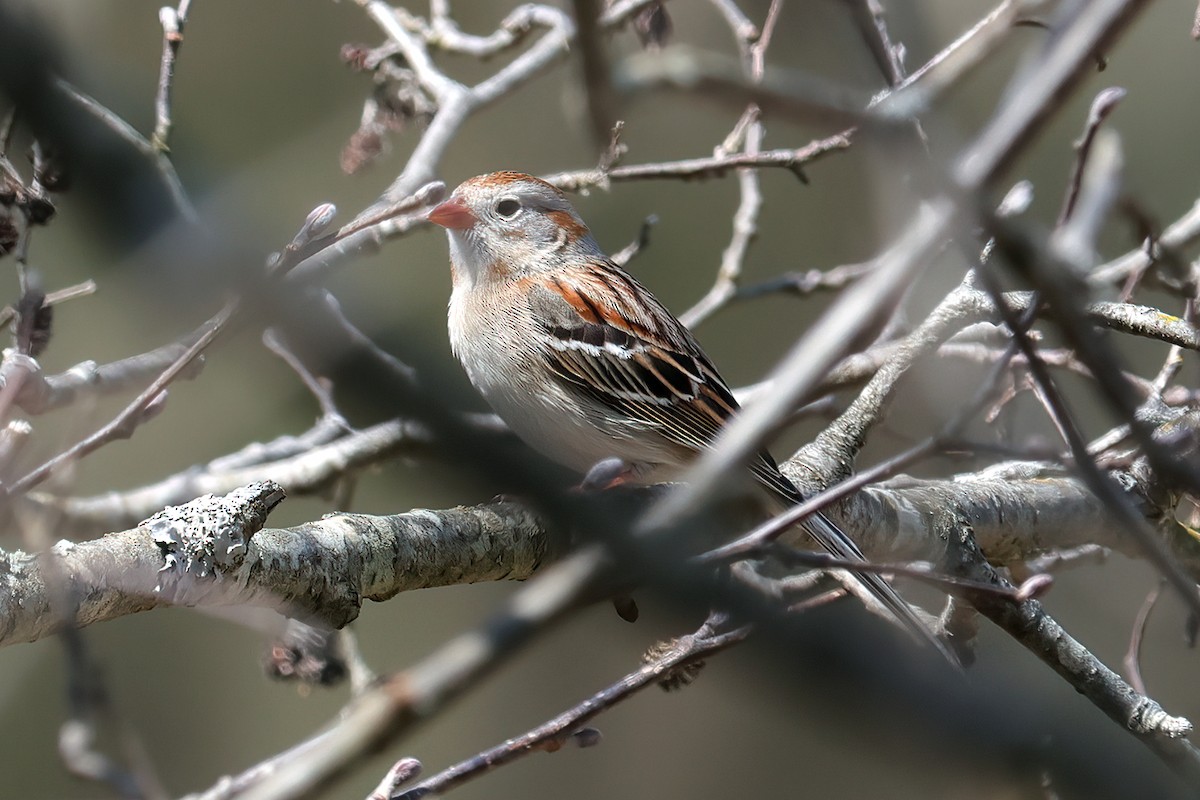 Field Sparrow - BRUCE FINNAN