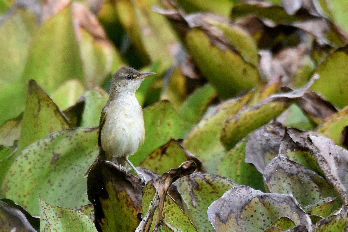 Oriental Reed Warbler - ML617140895