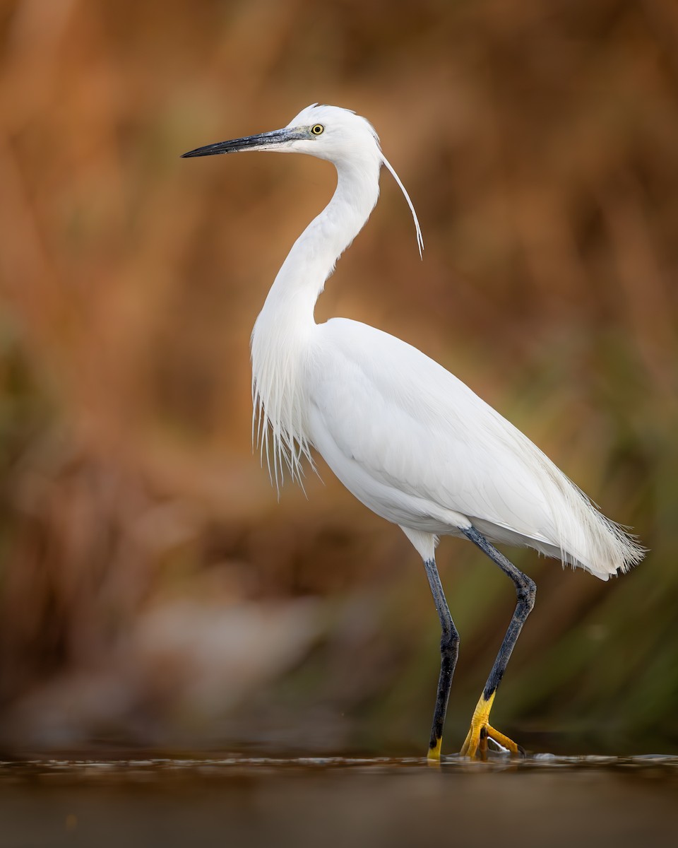 Little Egret - ML617140903