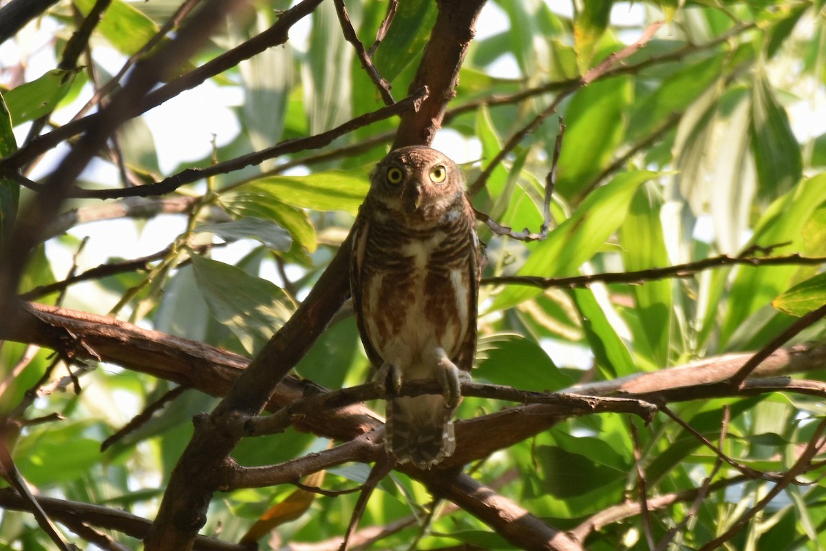 Asian Barred Owlet - ML617140913
