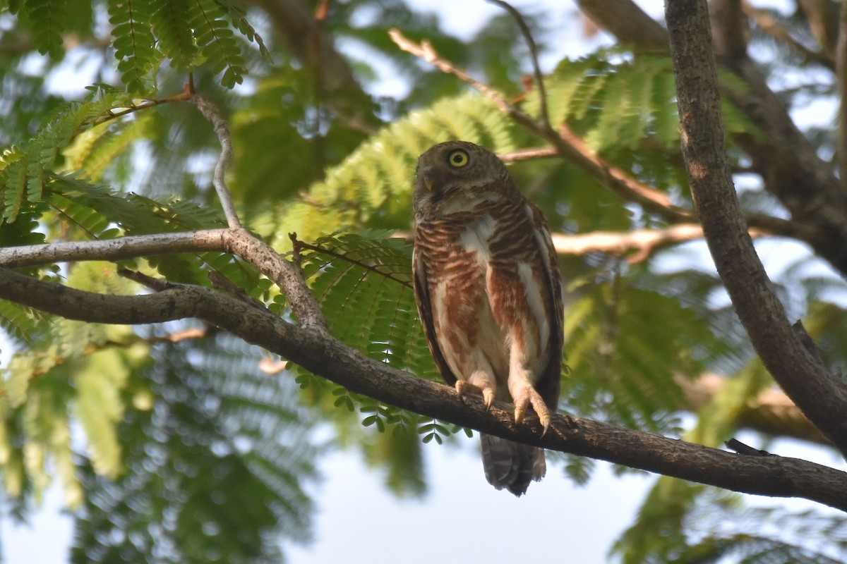 Asian Barred Owlet - ML617140914