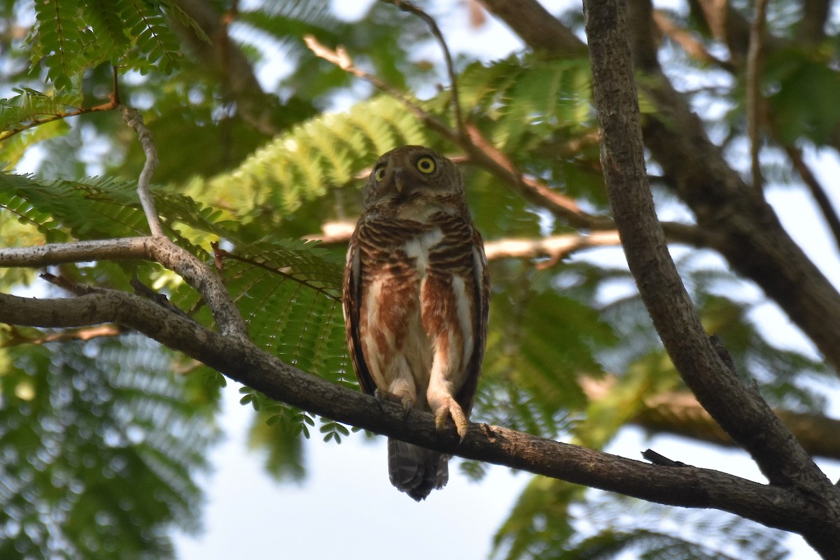 Asian Barred Owlet - ML617140915