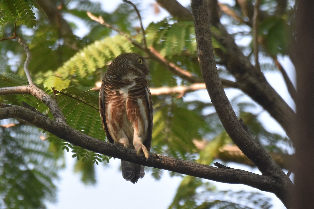 Asian Barred Owlet - ML617140917