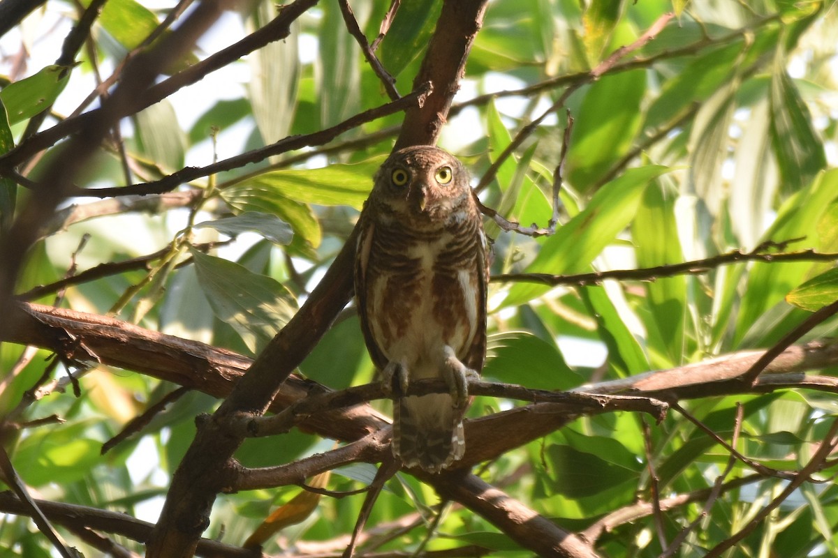 Asian Barred Owlet - ML617140918