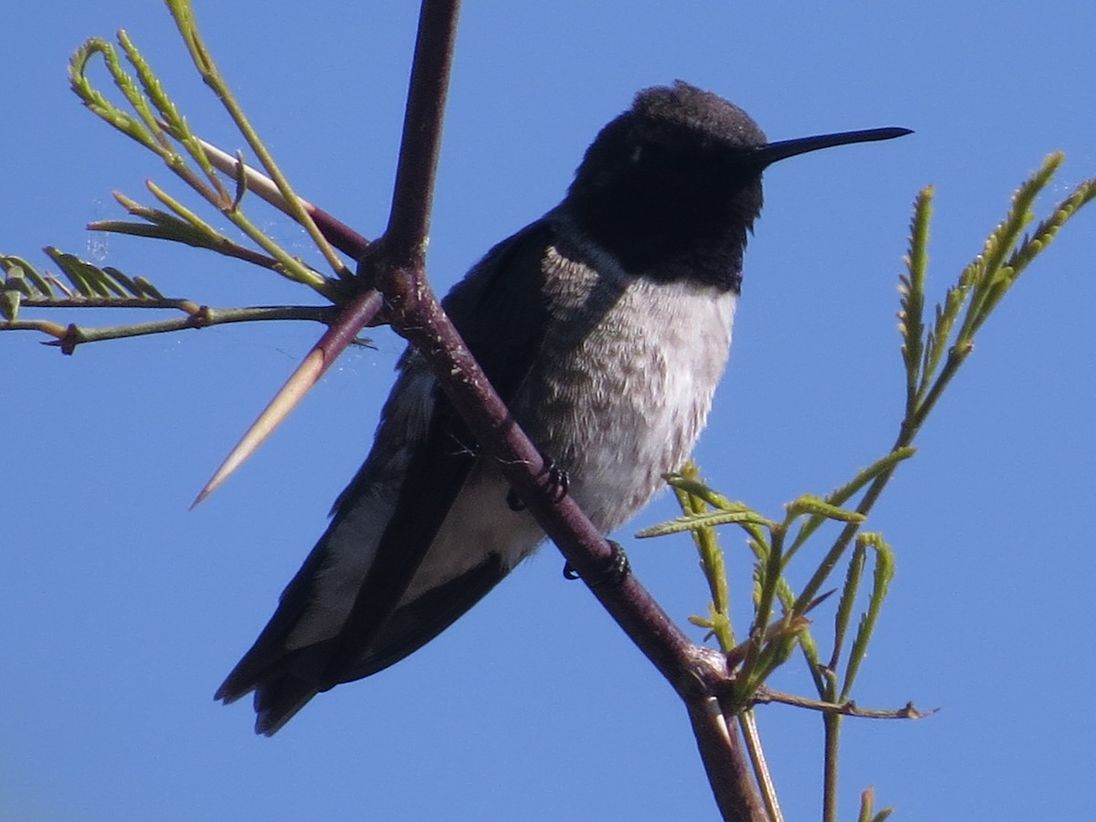 Black-chinned Hummingbird - Vincent Maglio