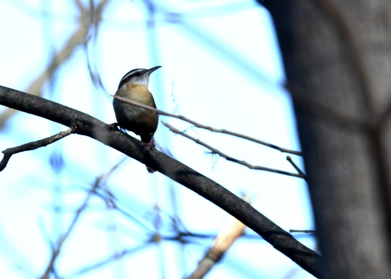 Carolina Wren - ML617140953