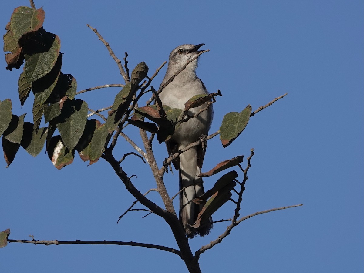 Northern Mockingbird - Toby-Anne Reimer