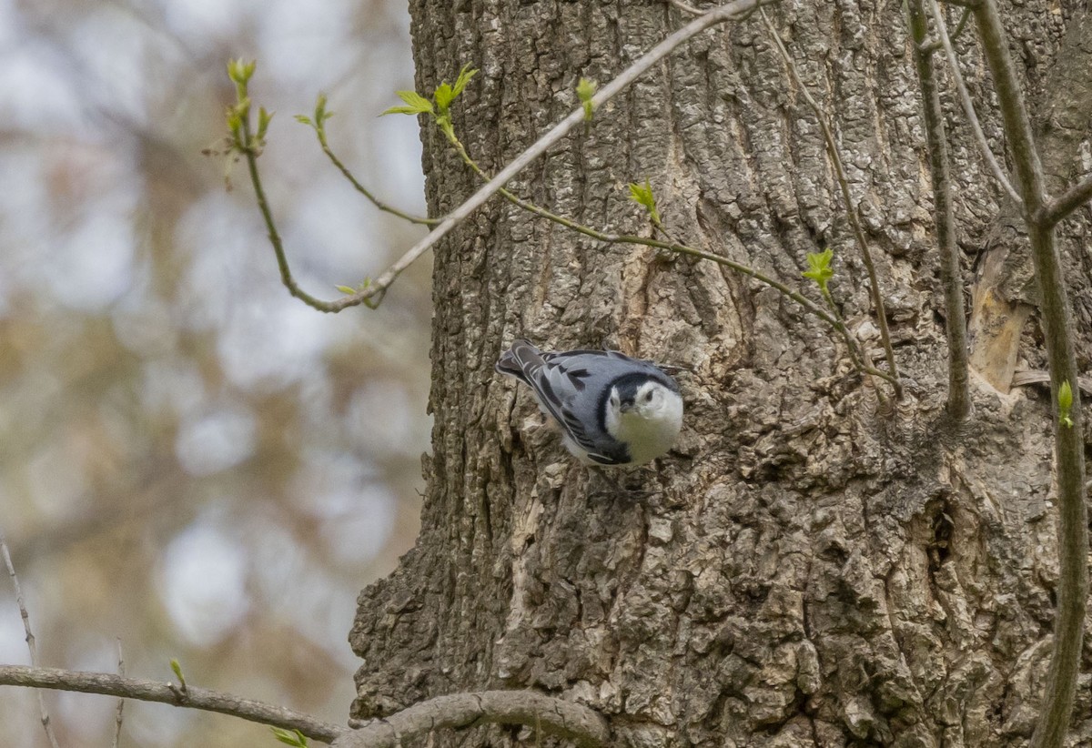 White-breasted Nuthatch - Liz Pettit