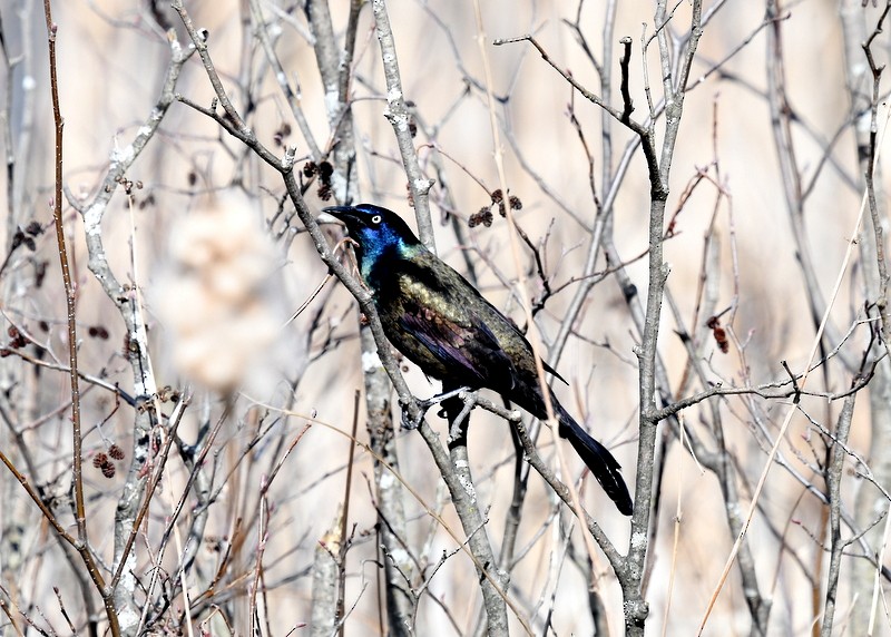 Common Grackle - ML617140997