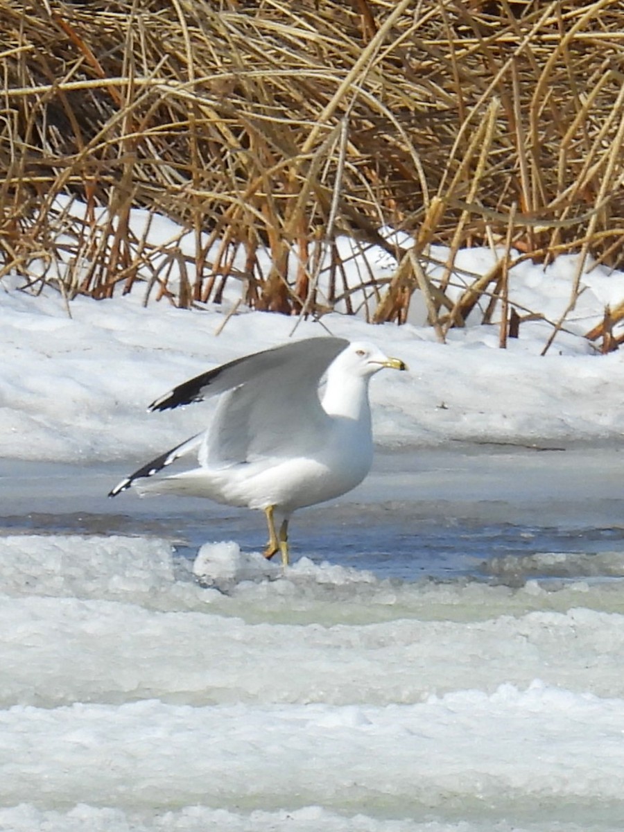 Ring-billed Gull - ML617140999