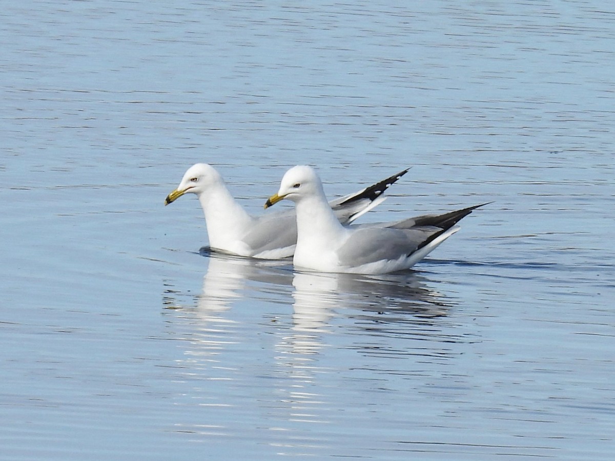 Ring-billed Gull - ML617141001