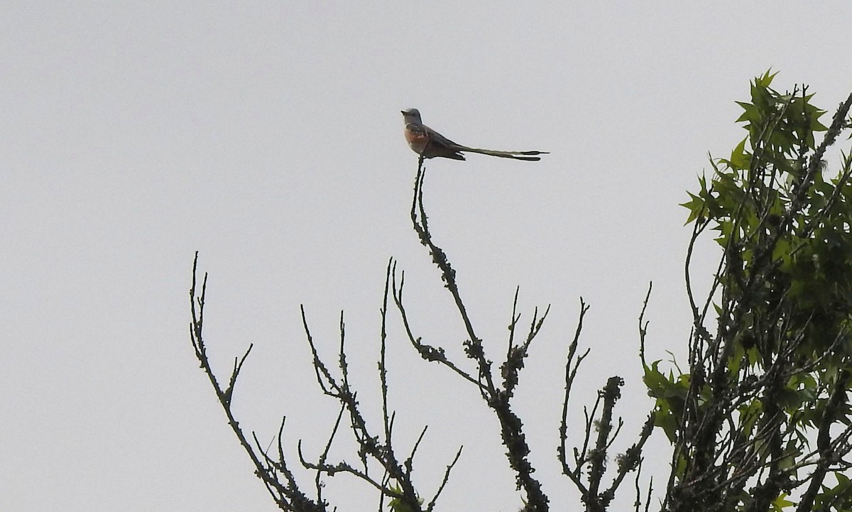 Scissor-tailed Flycatcher - ML617141009