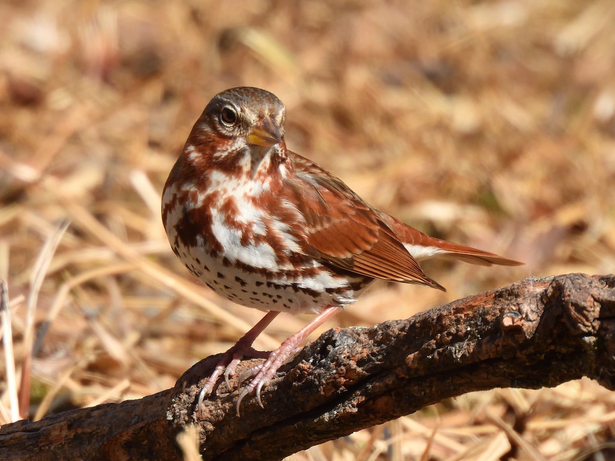Fox Sparrow (Red) - ML617141028
