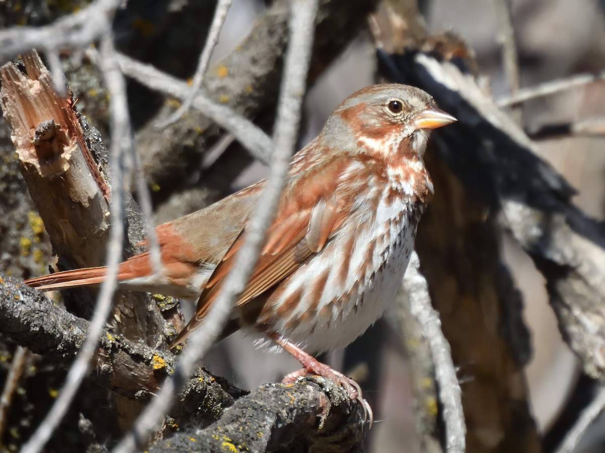 Fox Sparrow (Red) - Marlene Waldron