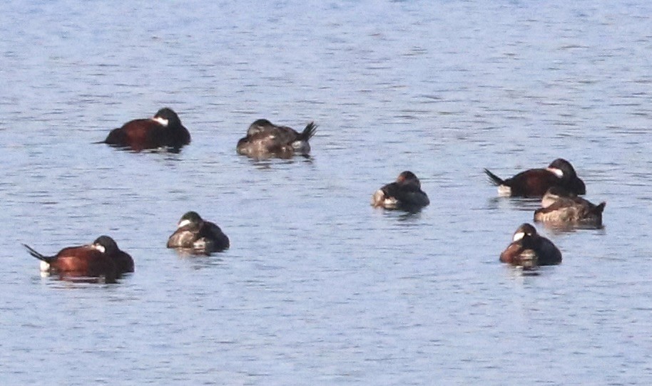 Ruddy Duck - ML617141050