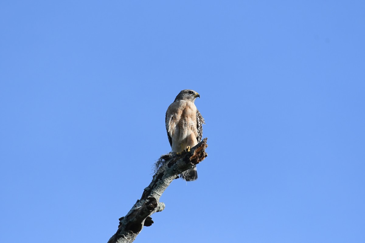 Red-shouldered Hawk - Sherri Brown