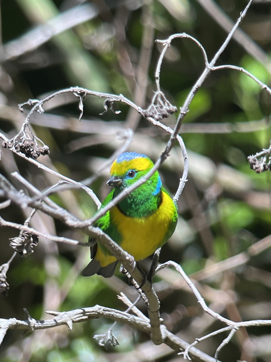 Golden-browed Chlorophonia - ML617141058