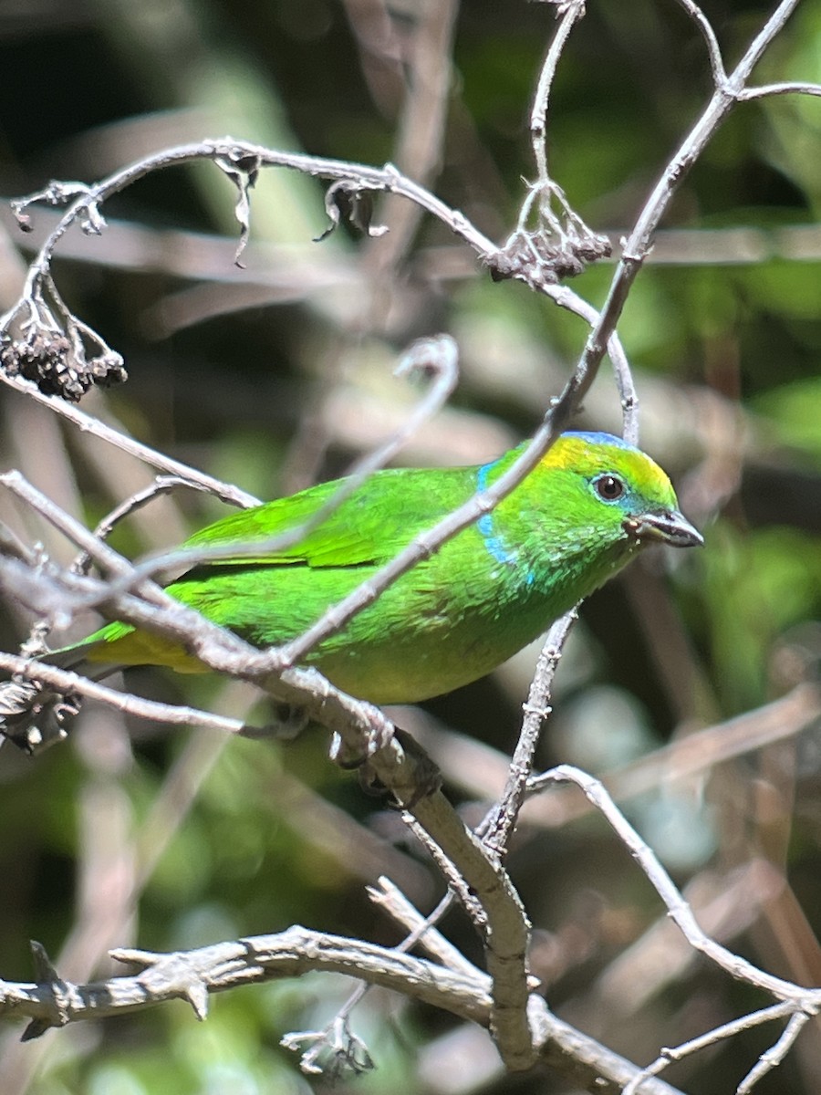 Golden-browed Chlorophonia - ML617141060