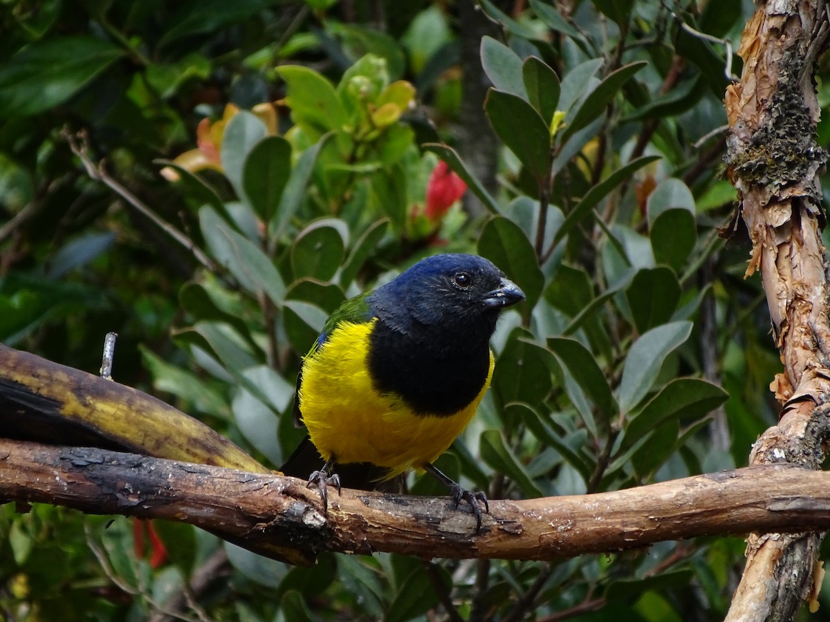 Black-chested Mountain Tanager - Francisco Sornoza