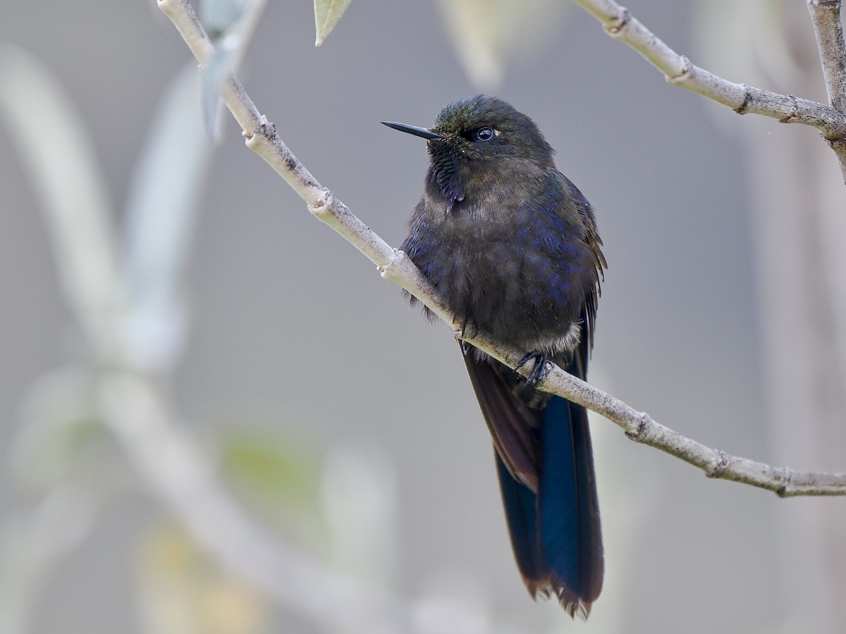 kolibřík modropláštíkový - ML617141099
