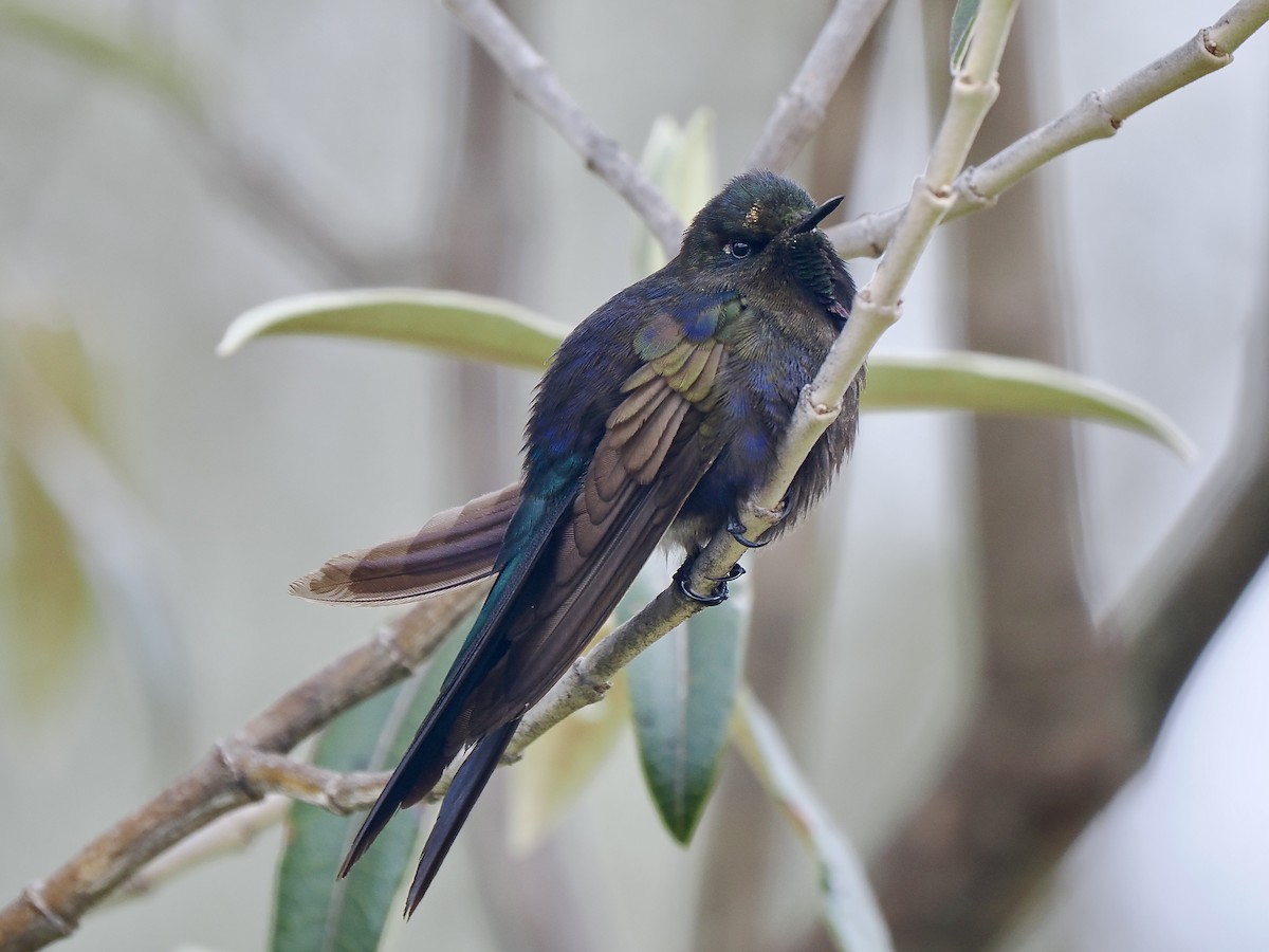 kolibřík modropláštíkový - ML617141100