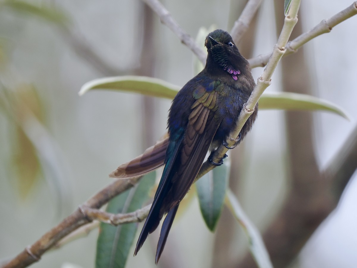 koboltnålkolibri - ML617141101