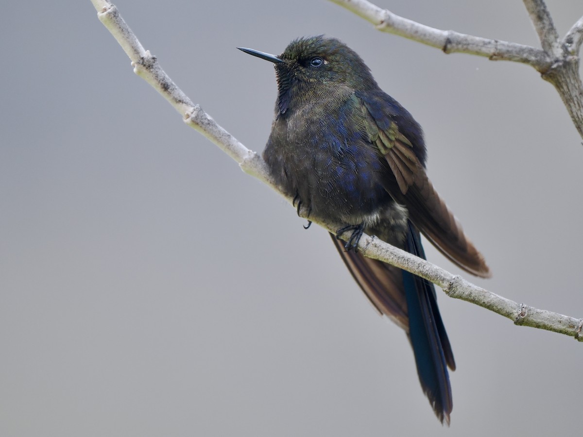 kolibřík modropláštíkový - ML617141102