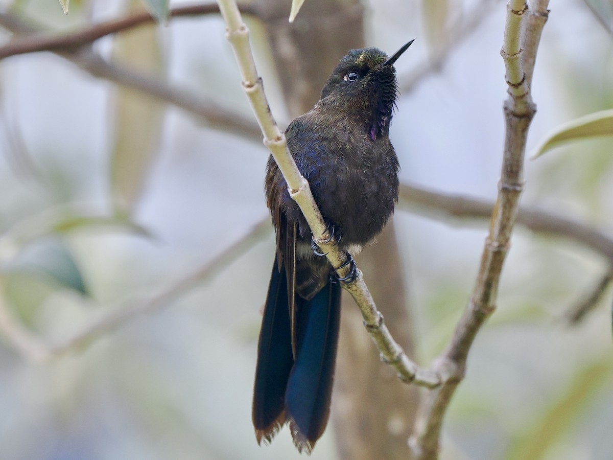 kolibřík modropláštíkový - ML617141103
